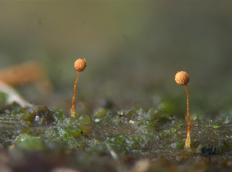 Cribraria microcarpa ?